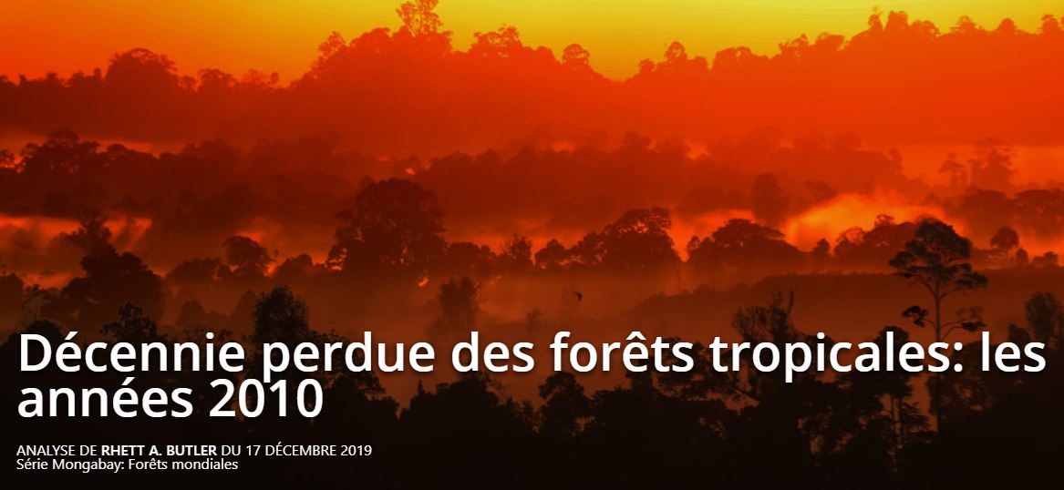 Décennie perdue des forêts tropicales : les années 2010