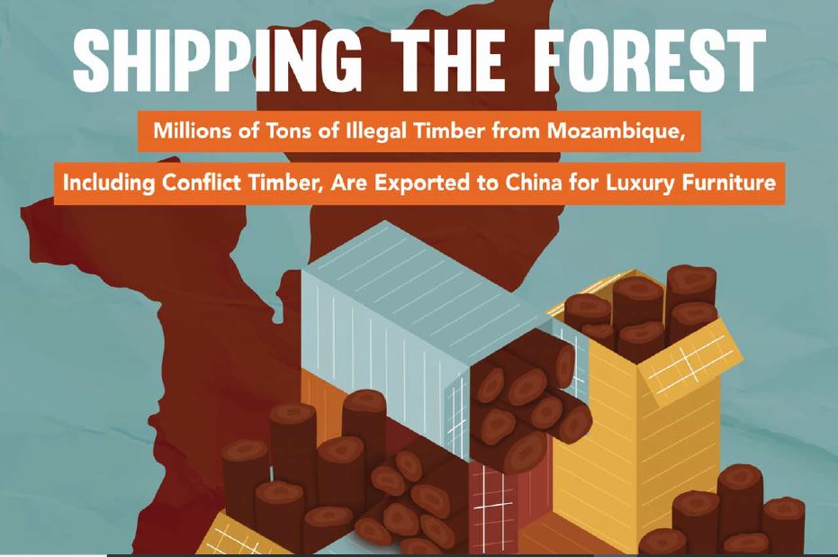 Du bois illégal du Mozambique importé par la Chine.