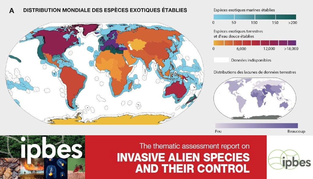 Le rapport IPBES sur l’évaluation des espèces exotiques envahissantes disponible en français.