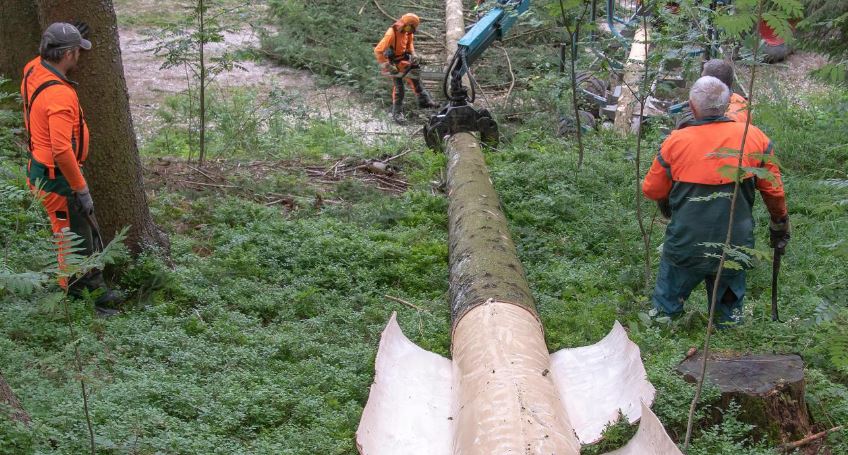 WRI : 4 menaces croissantes sur les forêts européennes.