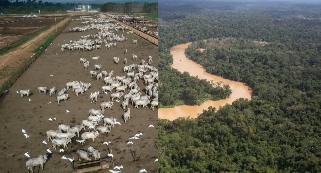 Condamnation au Brésil pour destruction de la forêt amazonienne : un exemple pour le climat et le futur RDUE.