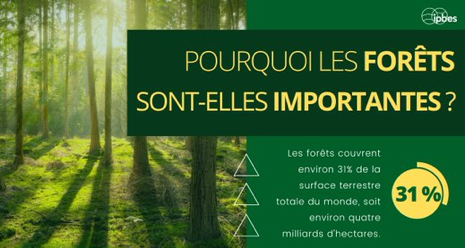 Pourquoi les forêts sont-elles si importantes ?