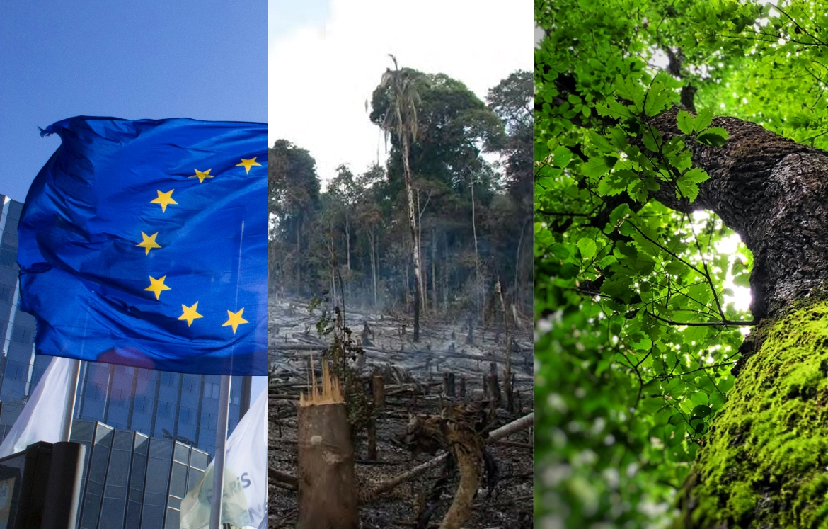 ʺRetarder la loi anti-déforestation de l’UE [RDUE] n’est pas une optionʺ.