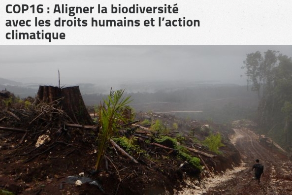 « COP16 : Aligner la biodiversité avec les droits humains et l’action climatique ».