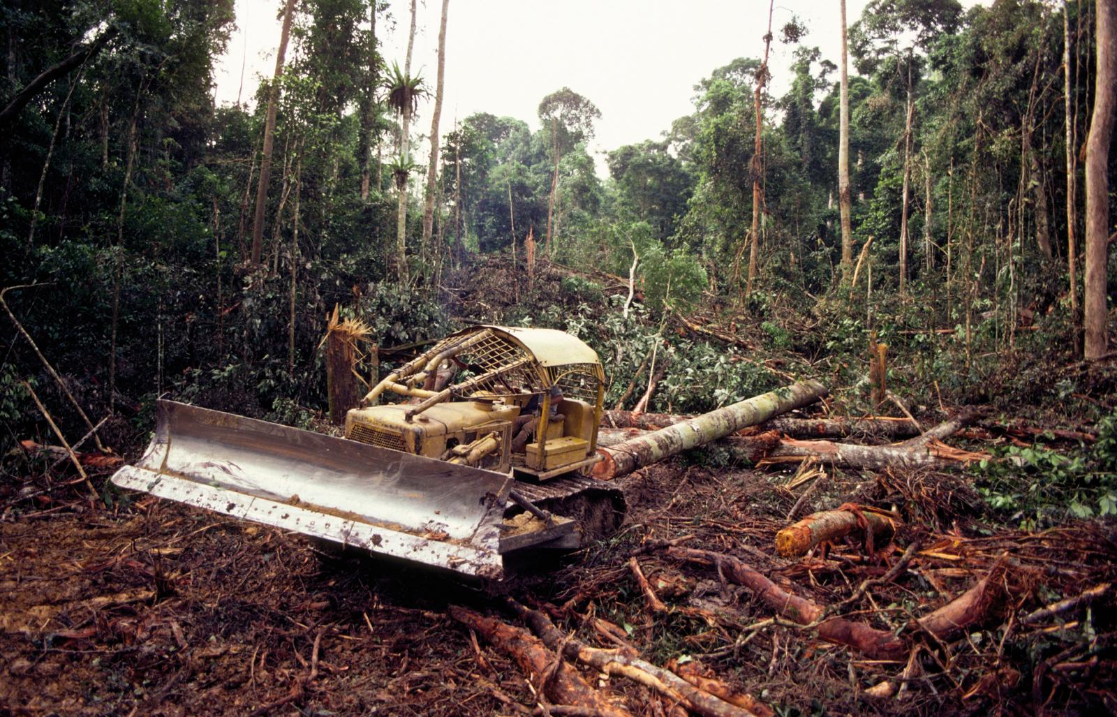 Le ministère fédéral allemand de l’environnement, INTERPOL et WWF pour un projet commun.